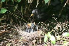 Amsel-4-Tag-5.jpg